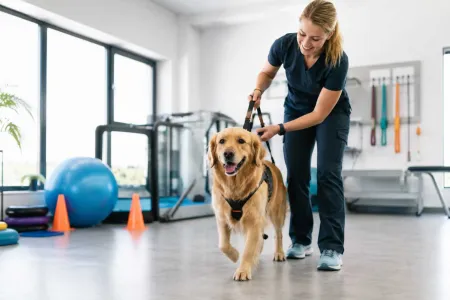 Powrót do ruchu – jak fizjoterapia i rehabilitacja weterynaryjna oddają zwierzętom radość z każdego kroku